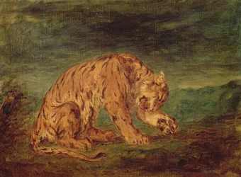 Tigre lamiendo una pata